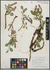Foto von Salix arctophila Cockerell ex A. Heller